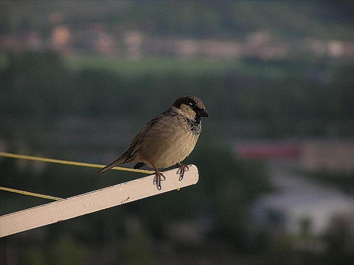 Kaskadér
