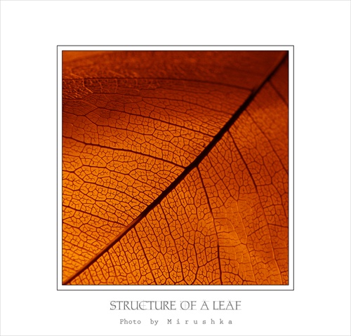 Structure of a leaf