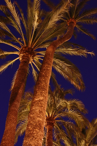 Palmy v noci