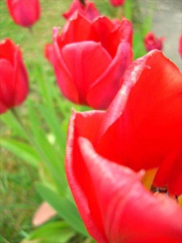 Tulips...