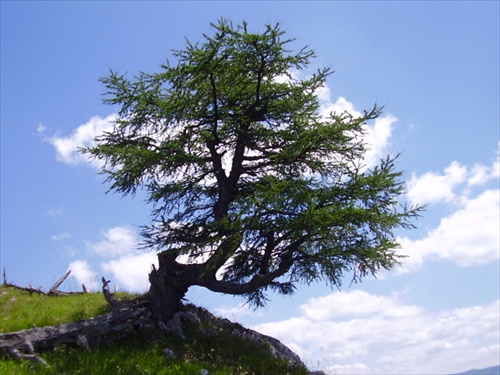 Strom na vrchole Tlstej
