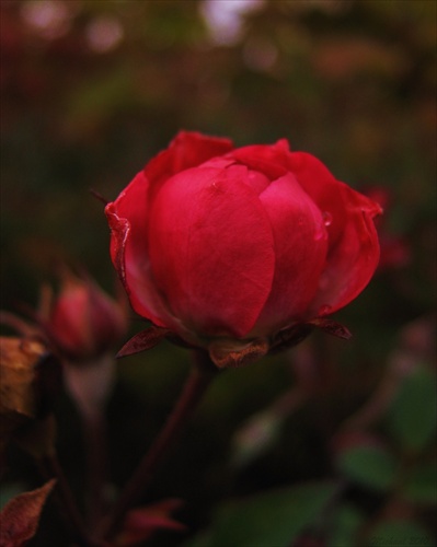 Ruža kríčková