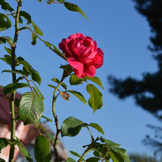 summer Rose