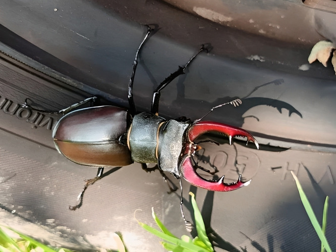 z Polonín  - roháč obyčajný (Lucanus cervus)