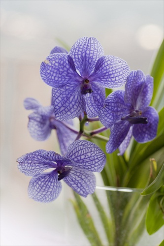 modrá orchidea
