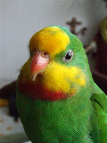 ...náš papagáj nádherný - Félix