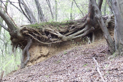erózia v lese