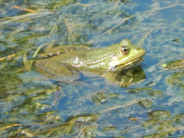 žaba