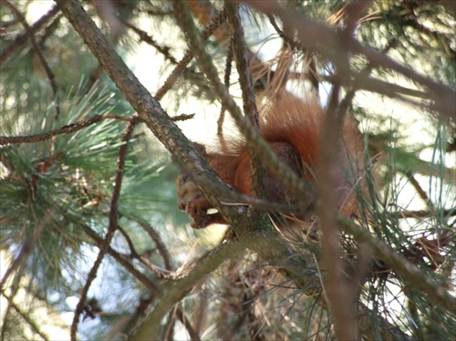 naš sidliskovy veveričiak Rudy.