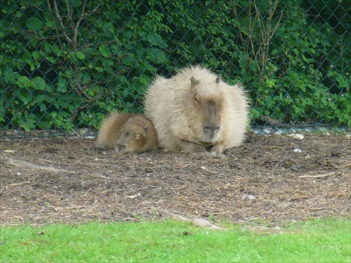 Kapybara mociarna