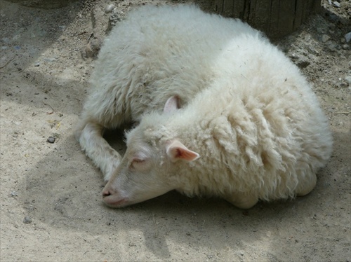 Mlčanie oviec
