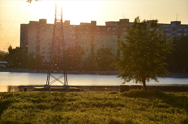 Topoľové svetlušky