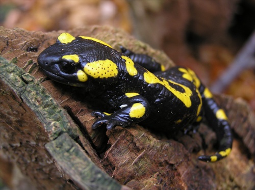 Salamandra