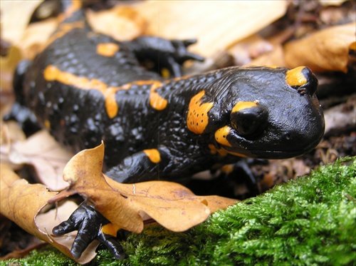 Salamandra