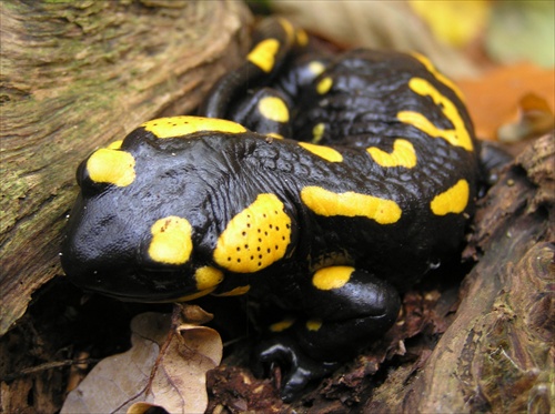 Salamandra