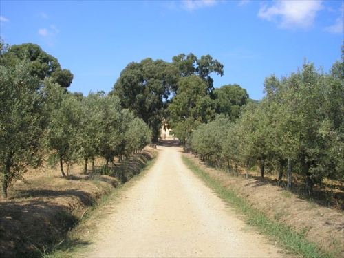Olivova aleja