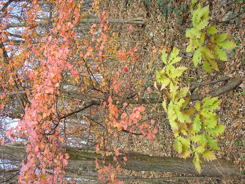 Jesenne farby