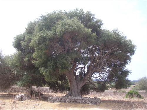 Stary strom