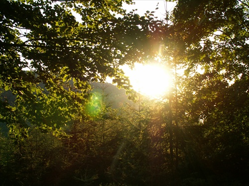 slnko presvita cez stromy