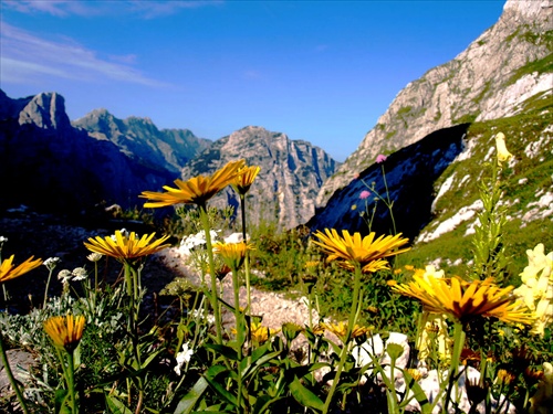 Alpské kvety