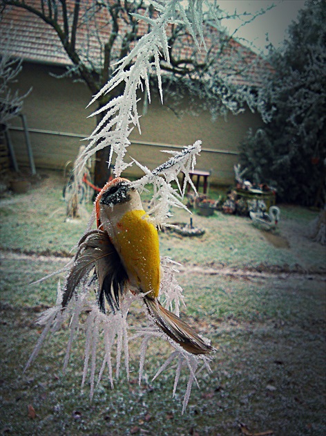 Primrznutý kolibrik
