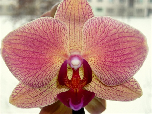 orchidejka 1