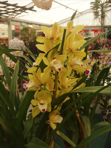 Orchidei