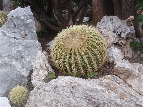 Kaktusovo