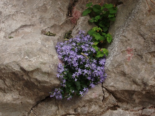 Kvet na skale