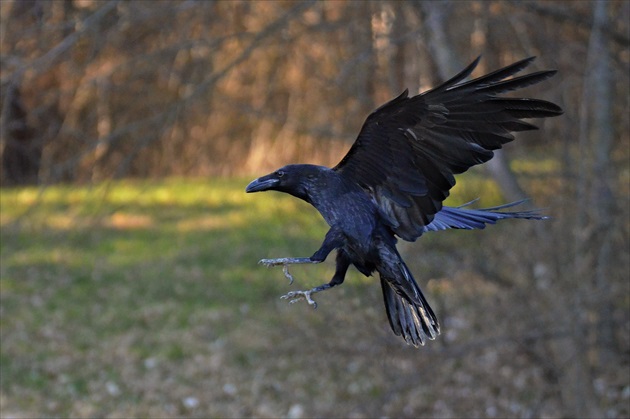 Krkavec čierny | Corvus corax