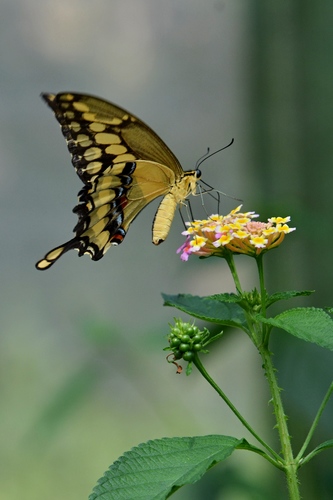 motýlia krása 