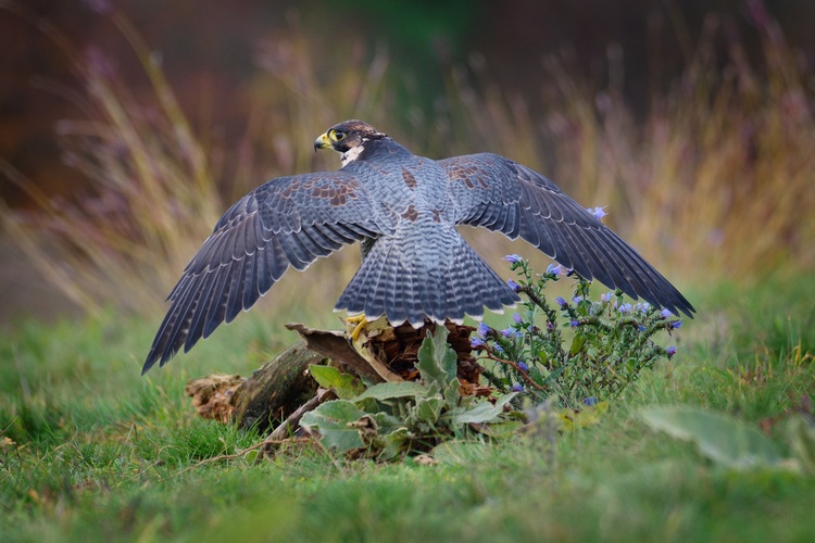 sokol sťahovavý - Falco peregrinus