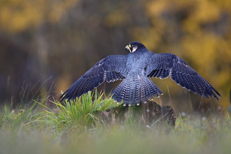 Sokol sťahovavý - Falco peregrinus