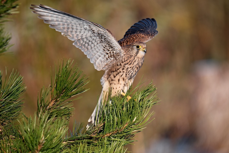 Sokol myšiar - Falco tinnunculus