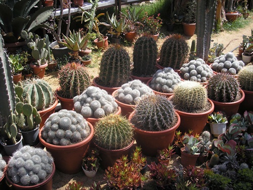 kaktuskovia