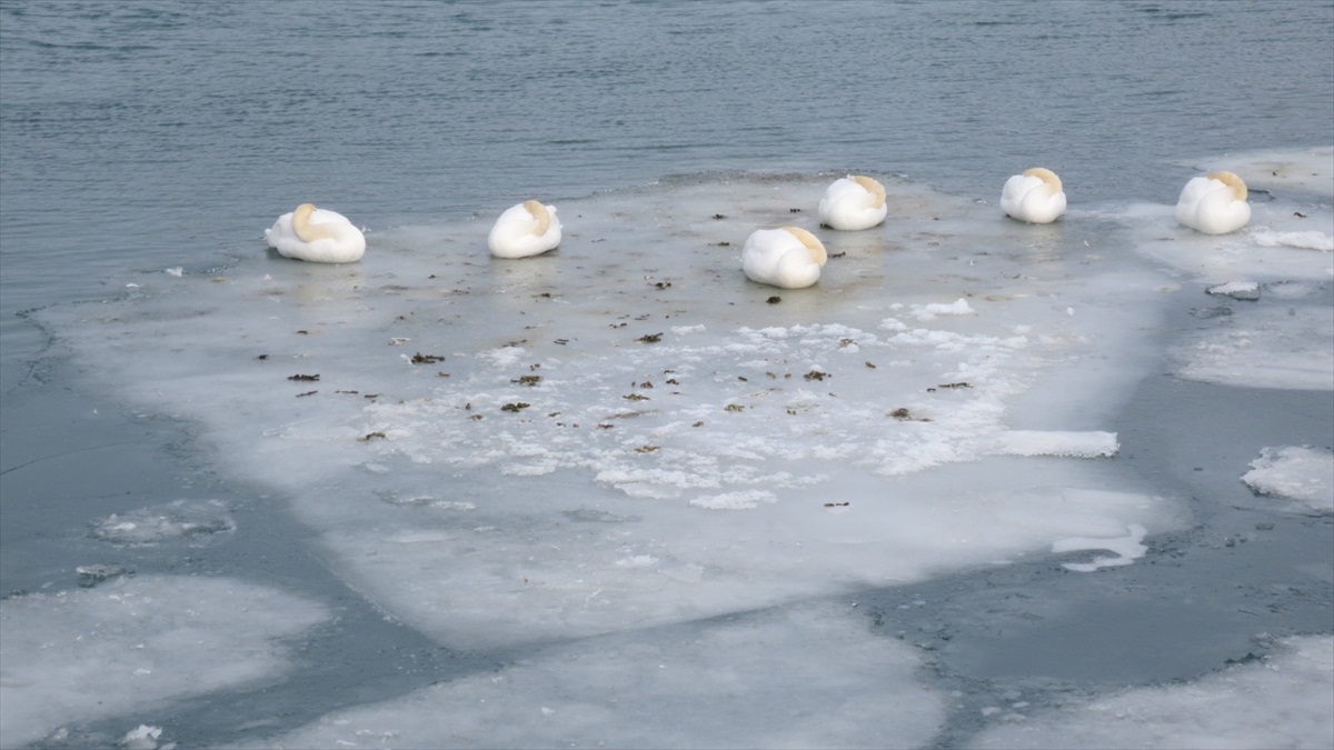 spiace labude na kryhe jazera Ontario Kanada