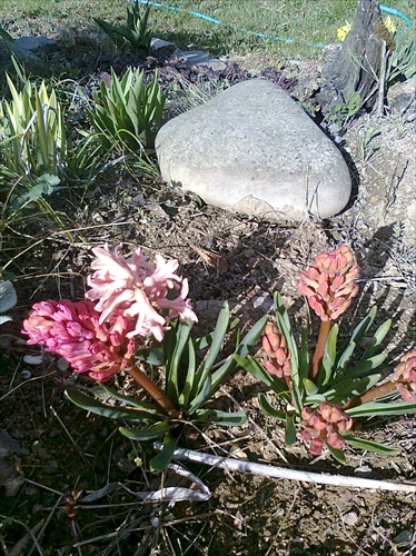 jarna krasa hyacintu .....