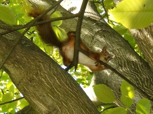 Veverička Agneska:D