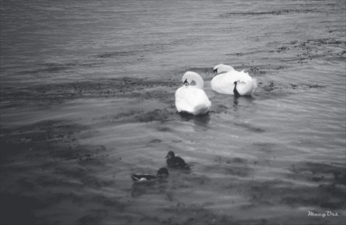 Swan family