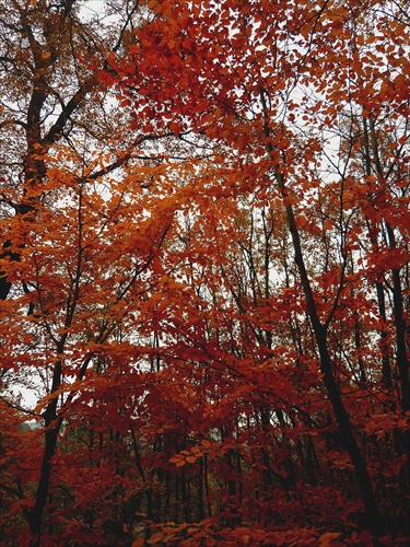 Jesenne stromy