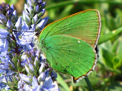 Motyl zelenáč