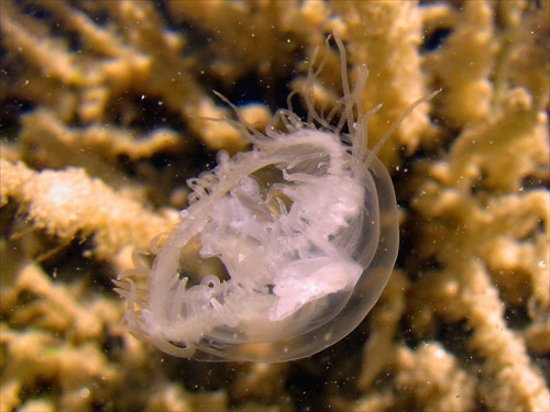 Medúzka