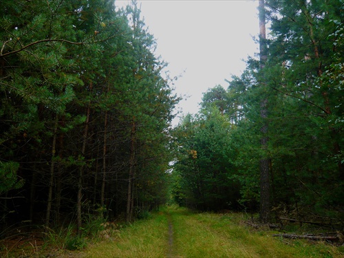 Lesná cestička za hubami