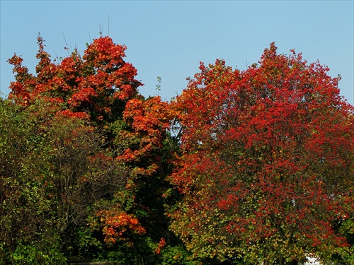 Maliarka jeseň