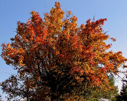 Broskynový strom