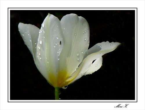 Biely tulipán