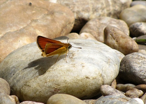 Sedí motýl na kameni