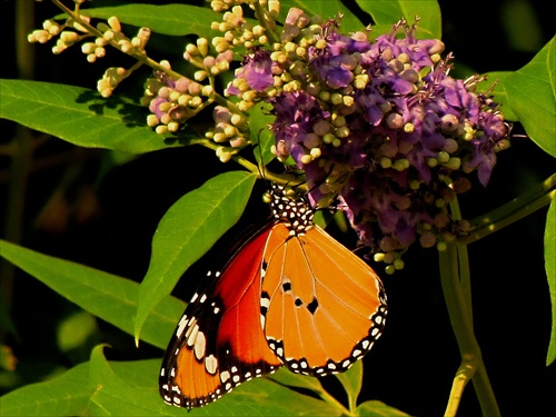 Monarcha glejovkový
