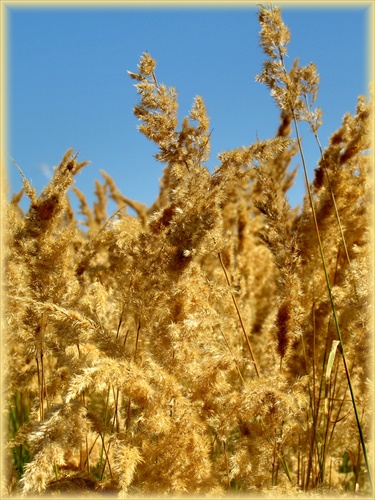 Zlatistá tráva