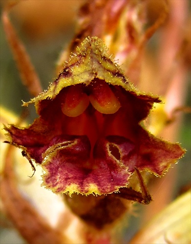 Orobanche gracilis Sm.